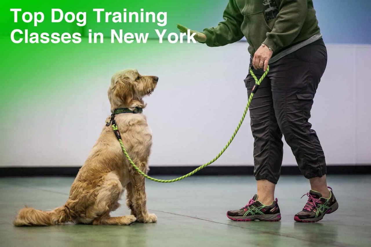 Top Dog Training Classes in New York, NY